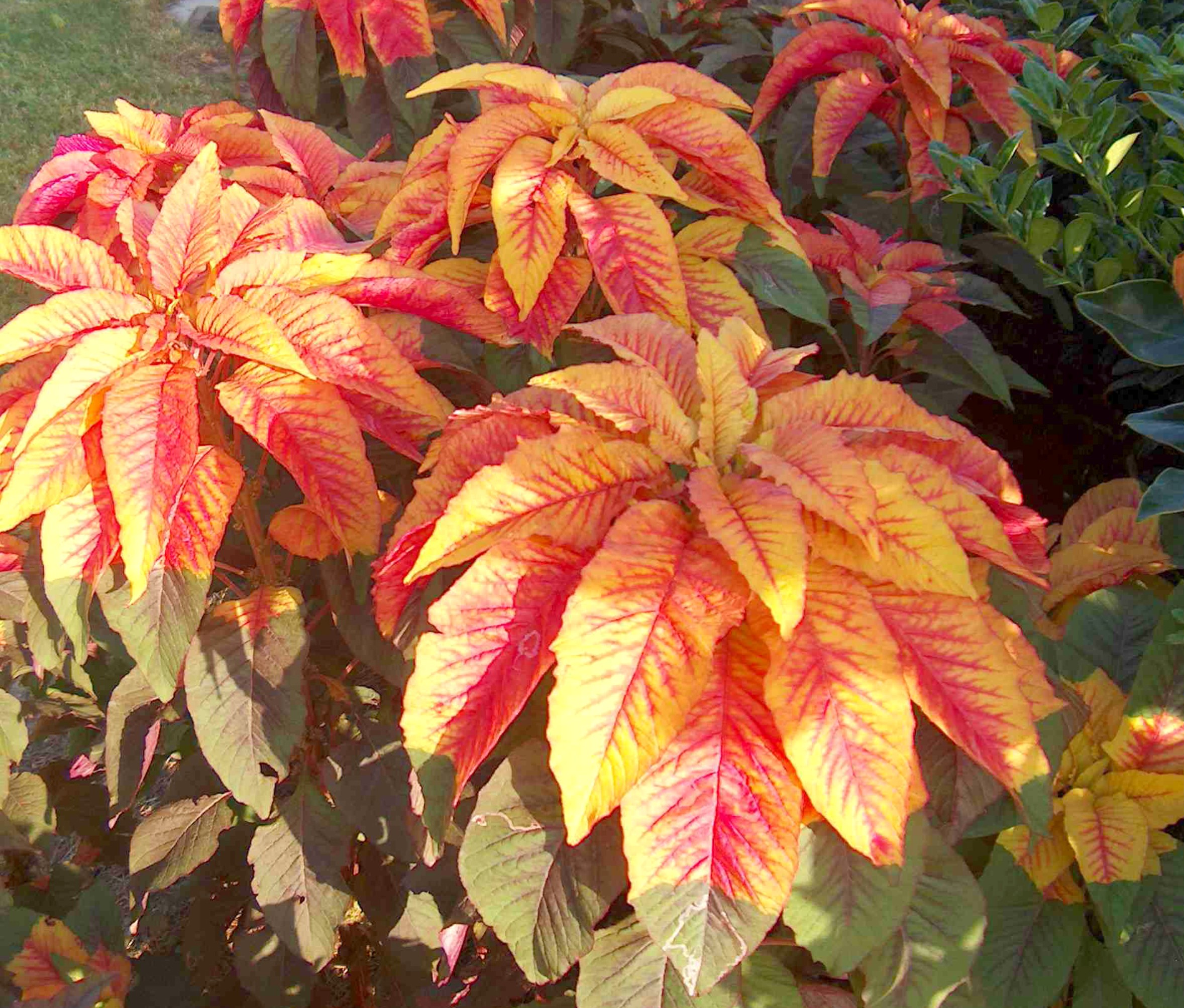 Online Plant Guide - Amaranthus tricolor Illumination  Amaranthus 